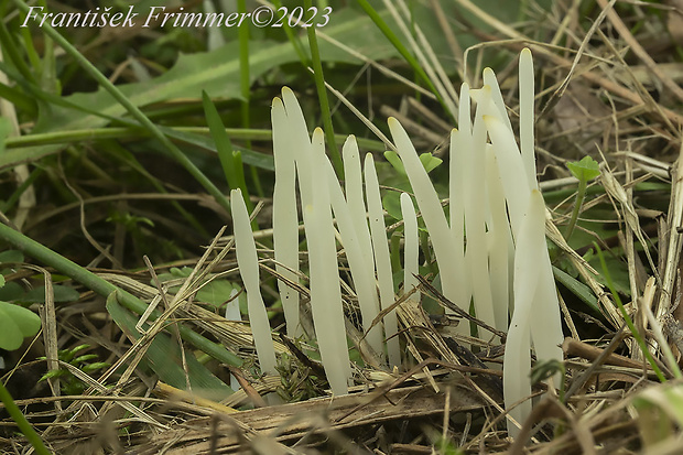 kyjačik lámavý Clavaria fragilis Holmsk.