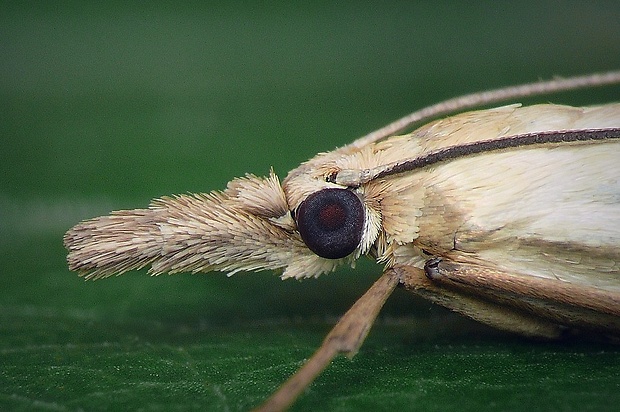 trávovec perleťový (sk) / travařík perleťový (cz) Crambus perlella (Scopoli, 1763)