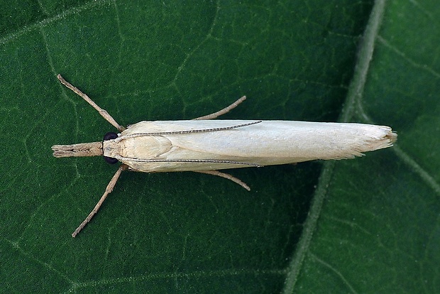 trávovec perleťový (sk) / travařík perleťový (cz) Crambus perlella (Scopoli, 1763)