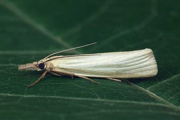 trávovec perleťový (sk) / travařík perleťový (cz) Crambus perlella (Scopoli, 1763)