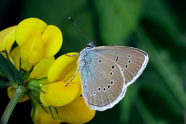 modráčik lesný (sk) / modrásek lesní (cz) Cyaniris semiargus (Rottemburg, 1775)