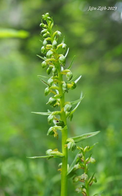 vstavačovec zelený Dactylorhiza viridis (L.) A.M. Bateman, A.M. Pridgeon &amp; M. Chase