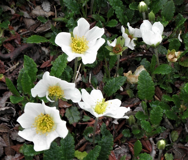 dryádka osemlupienková Dryas octopetala L.