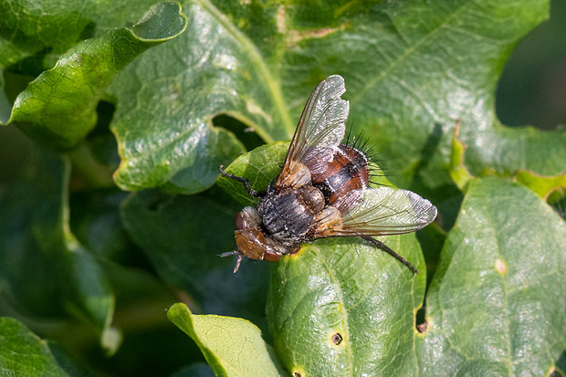 Bystruša  Gonia capitata (De Geer, 1776)