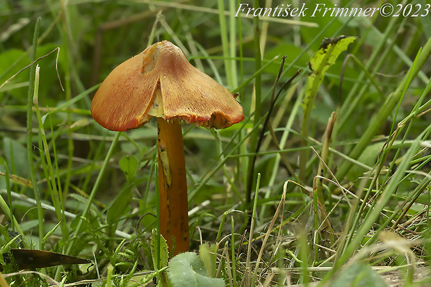 lúčnica kužeľovitá Hygrocybe conica (Schaeff.) P. Kumm.