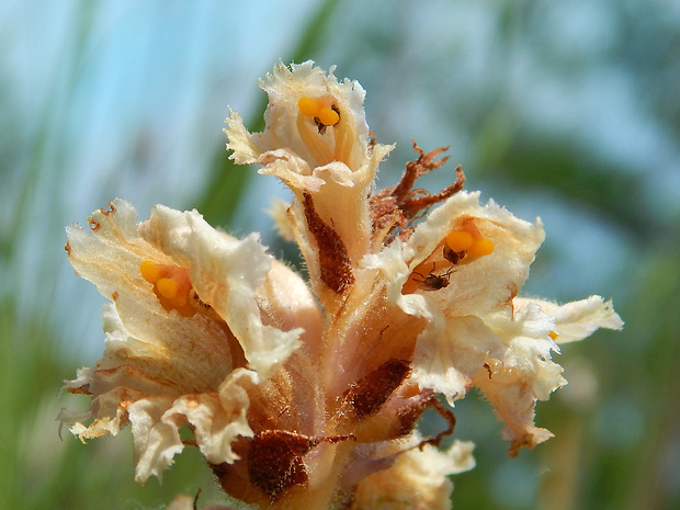 záraza alsaská Orobanche alsatica Kirschl.