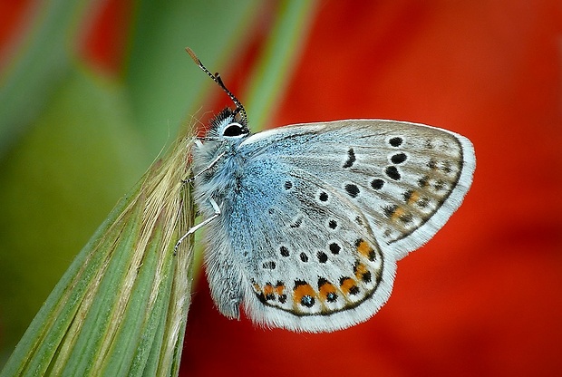 modráčik čiernoobrúbený (sk) / modrásek černolemý (cz) Plebejus argus (Linnaeus, 1758)