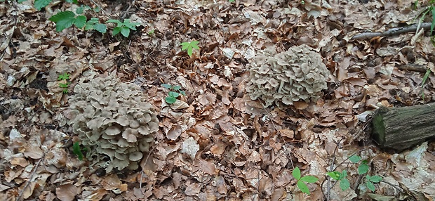 trúdnik klobúčkatý Polyporus umbellatus (Pers.) Fr.