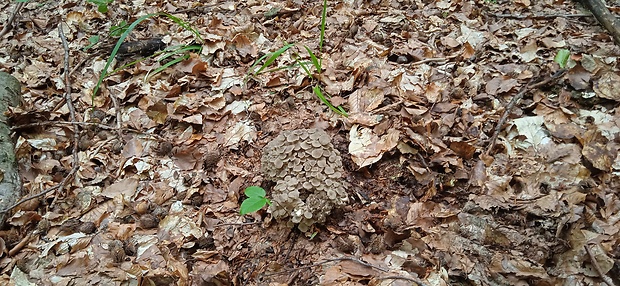 trúdnik klobúčkatý Polyporus umbellatus (Pers.) Fr.