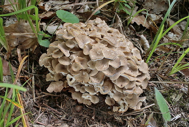 trúdnik klobúčkatý Polyporus umbellatus (Pers.) Fr.