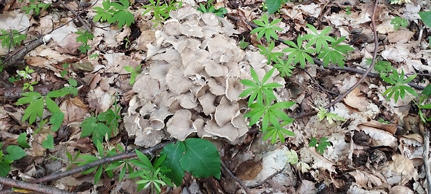 trúdnik klobúčkatý Polyporus umbellatus (Pers.) Fr.