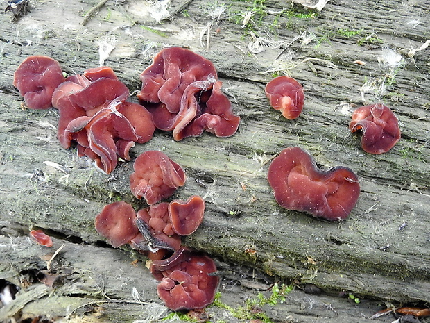 čiaška purpurová Purpureodiscus subisabellinus (Le Gal) Van Vooren