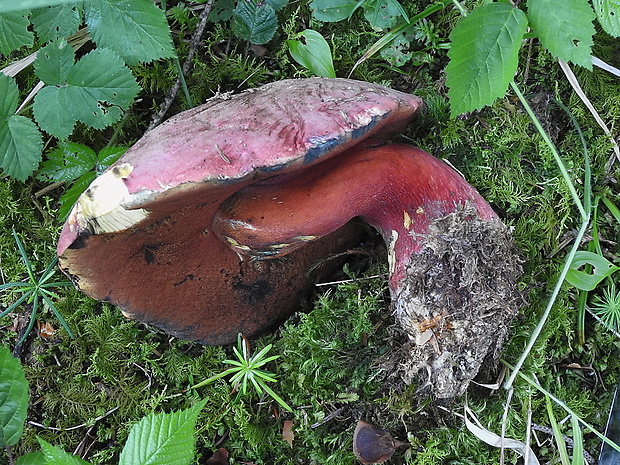 hríb úhľadný horský Rubroboletus rubrosanguineus (Cheype) Kuan Zhao & Zhu L. Yang