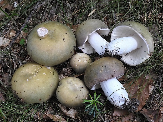 plávka strakatá Russula grisea Fr.