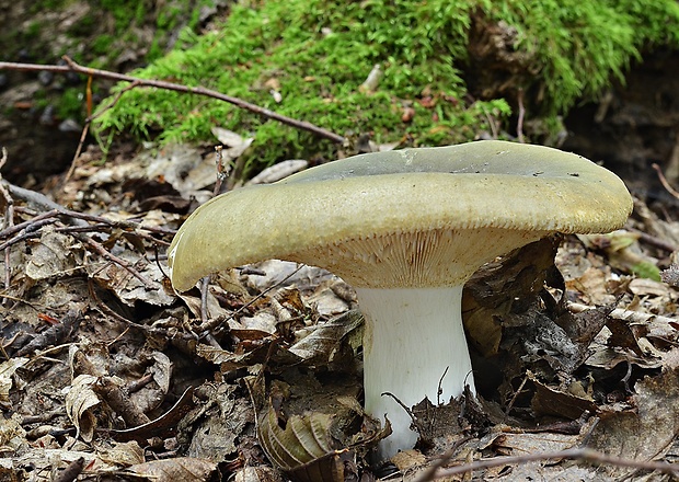 plávka buková Russula heterophylla (Fr.) Fr.