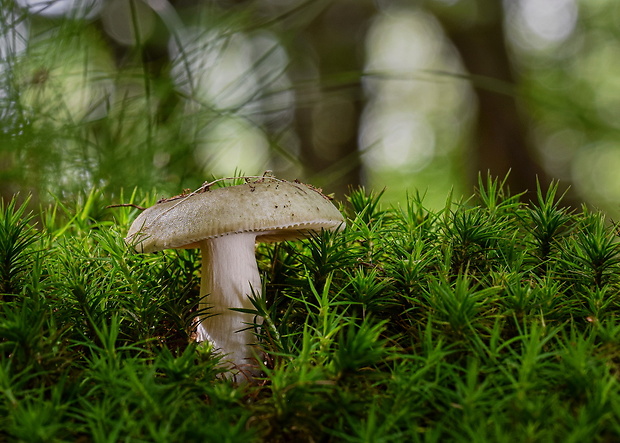 plávka zelenkastá Russula virescens (Schaeff.) Fr.