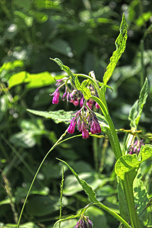 kostihoj lekársky Symphytum officinale L.