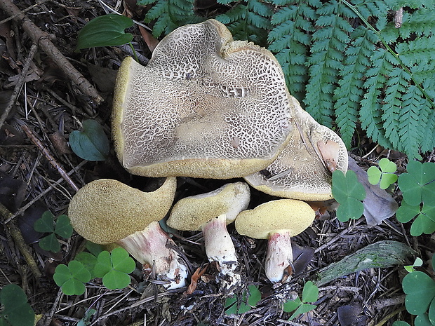 suchohríb uťatovýtrusný Xerocomellus porosporus (Imler ex Bon & G. Moreno) Šutara