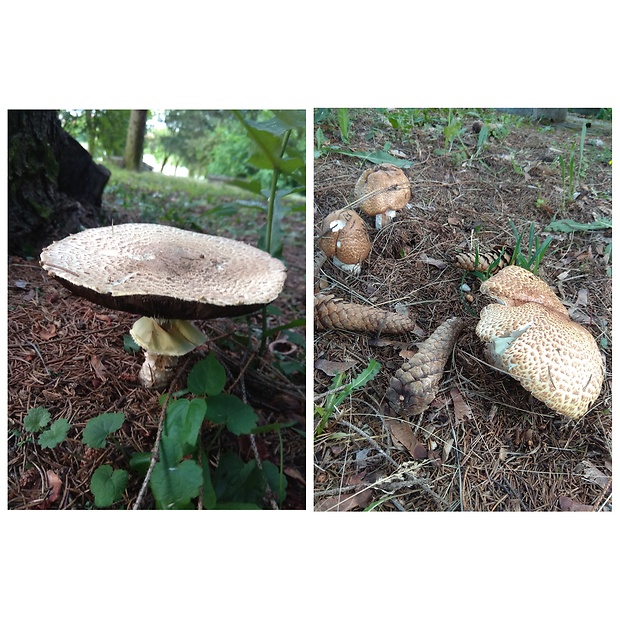 pečiarka obrovská Agaricus augustus Fr.