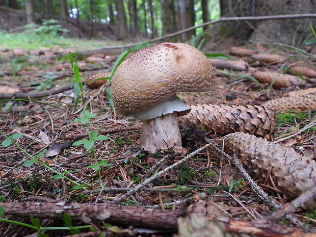 muchotrávka červenkastá Amanita rubescens Pers.