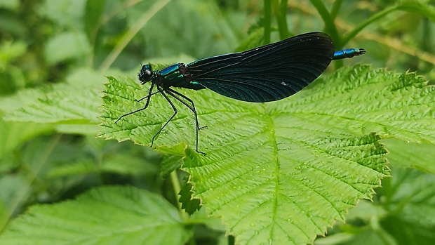 hadovka obyčajná  Calopteryx virgo