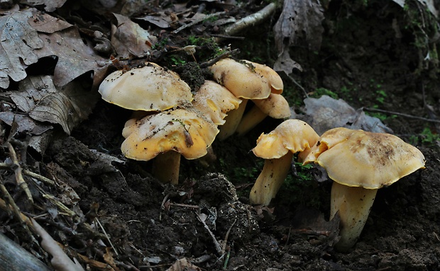 kuriatko bledé Cantharellus pallens Pilát