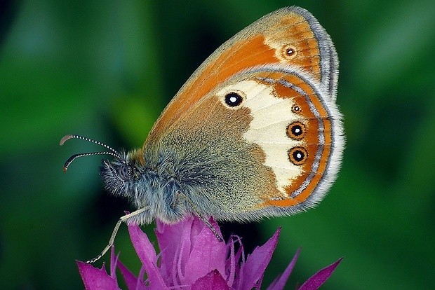 očkáň medničkový (sk) / okáč strdivkový (cz) Coenonympha arcania (Linnaeus, 1761)