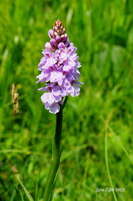 vstavačovec škvrnitý pravý Dactylorhiza maculata subsp. maculata (L.) Soó