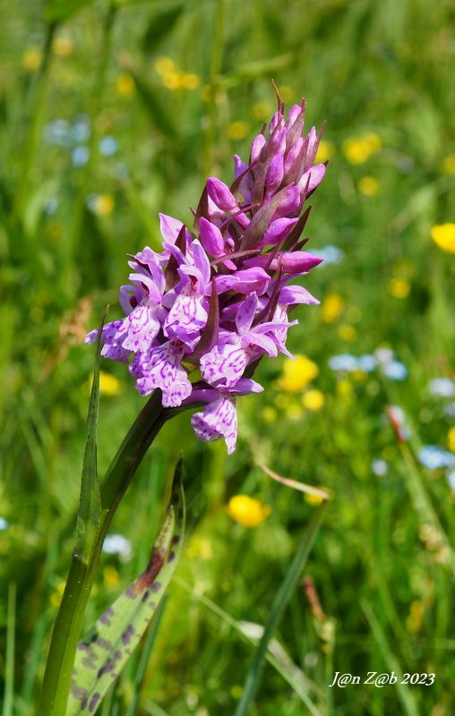 vstavačovec škvrnitý pravý Dactylorhiza maculata subsp. maculata (L.) Soó