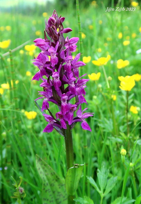 vstavačovec májový pravý Dactylorhiza majalis subsp. majalis (Reincherb.) Hunt & Summerh.