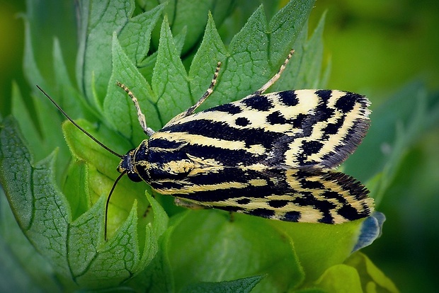 morička pupencová (sk) / světlopáska svlačcová (cz) Emmelia trabealis (Scopoli, 1763)