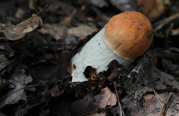 kozák osikový Leccinum albostipitatum den Bakker & Noordel.