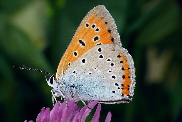 ohniváčik veľký (sk) / ohniváček černočárný (cz) Lycaena dispar (Haworth, 1802)