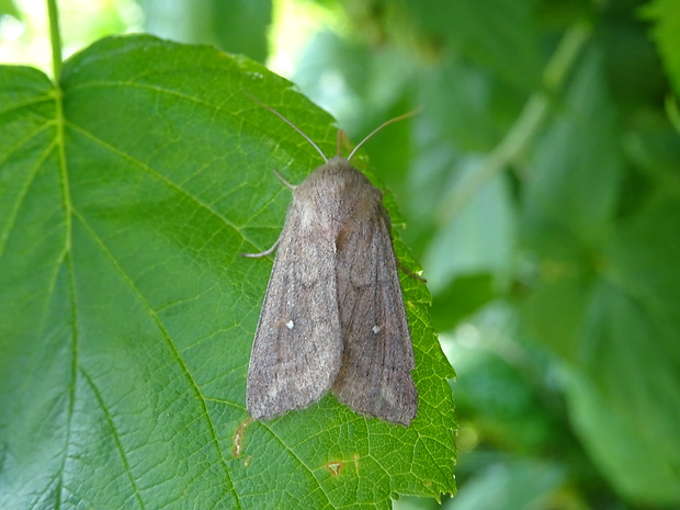 mora bielobodá Mythimna albipuncta