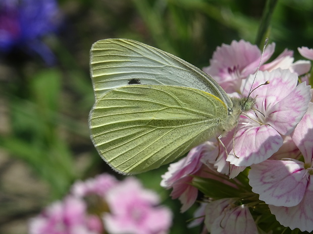 mlynárik kapustový Pieris brassicae