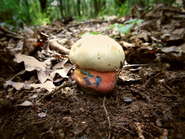 hríb purpurový Rubroboletus rhodoxanthus Kuan Zhao &amp; Zhu L. Yang