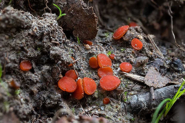 štítovnička Scutellinia sp.