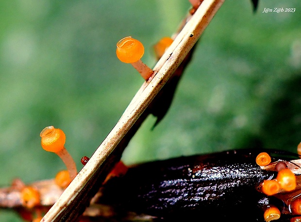 krčahovka Stamnaria persoonii (Moug.) Fuckel