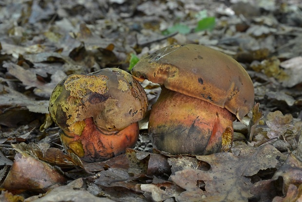 hríb zrnitohlúbikový Sutorius luridiformis (Rostk.) G. Wu & Zhu L. Yang