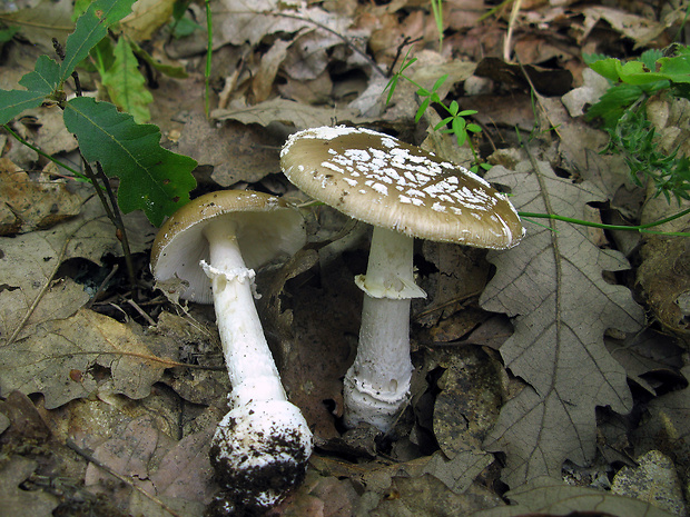 muchotrávka tigrovaná Amanita pantherina (DC.) Krombh.