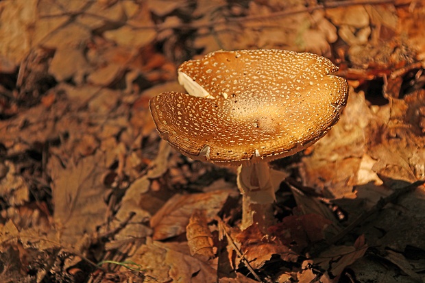 muchotrávka tigrovaná Amanita pantherina (DC.) Krombh.