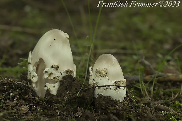 muchotrávka pošvatá Amanita vaginata (Bull.) Lam.