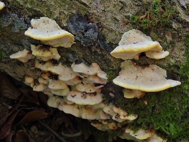 antrodiela Höhnellova Antrodiella serpula (P. Karst.) Spirin & Niemelä