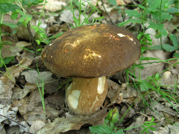 hríb bronzový Boletus aereus Bull. ex Fr.