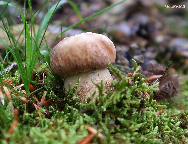 hríb dubový Boletus reticulatus Schaeff.