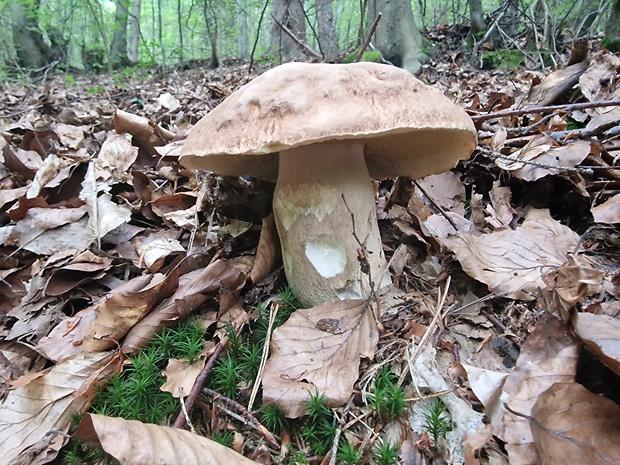 hríb dubový Boletus reticulatus Schaeff.