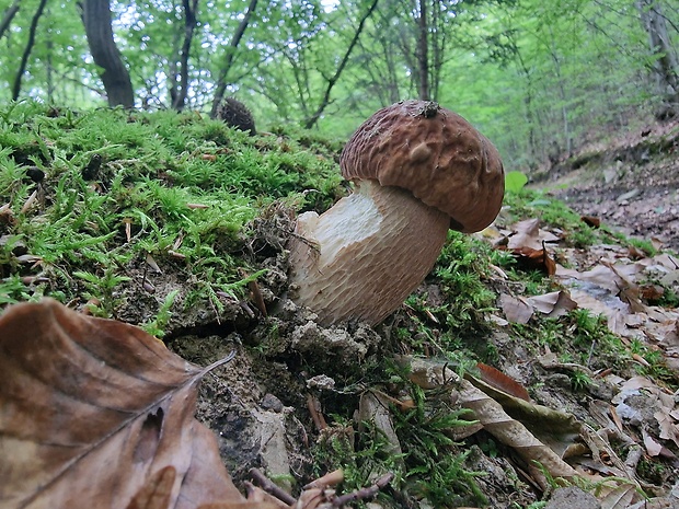 hríb dubový Boletus reticulatus Schaeff.