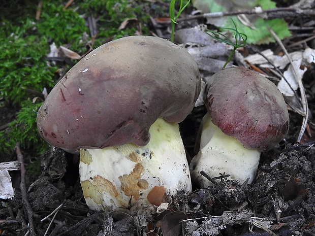 hríb sivoružový Butyriboletus roseogriseus (J. Šutara, M. Graca, M. Kolarík, V. Janda & M. Kríž) Vizzini & Gelardi