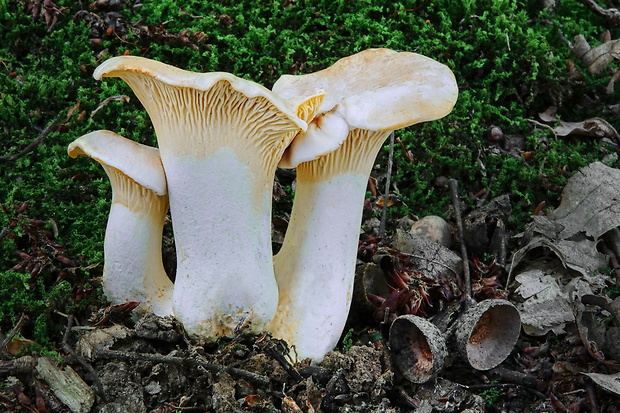 kuriatko bledé Cantharellus pallens Pilát