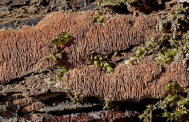 voskopórovček plavý Ceriporiopsis gilvescens (Bres.) Domański